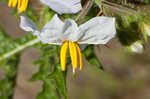 Sticky nightshade